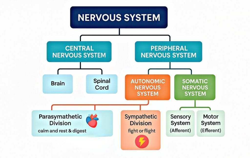 Nervous system - CUET PG Psychology